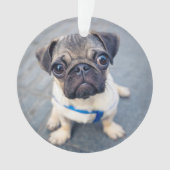 Kutest Baby Animals | Baby Pug Ornament (voorkant)