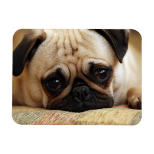 Kutest Baby Animals Baby Pug Puppy Magneet