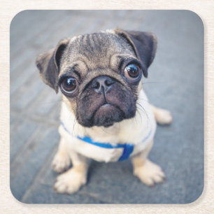 Kutest Baby Animals Baby Pug Vierkante Kartonnen Onderzetter