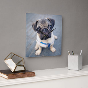 Kutest Baby Animals Baby Pug Vierkante Klok