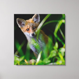 Kutest Baby Animals   Baby Red Fox Canvas Afdruk