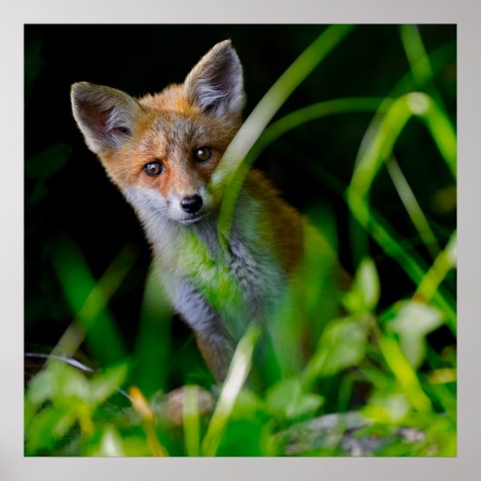Kutest Baby Animals | Baby Red Fox Poster (Voorkant)