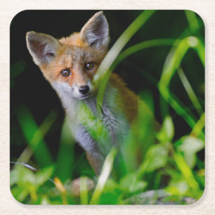 Kutest Baby Animals Baby Red Fox Vierkante Kartonnen Onderzetter