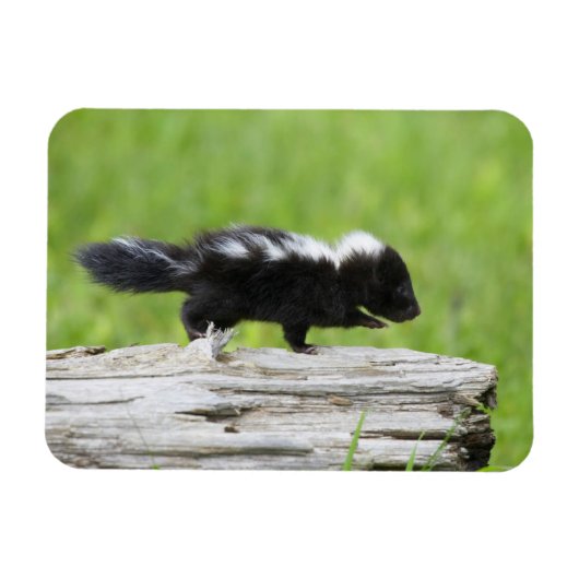 Kutest Baby Animals | Baby Skunk Magneet (Horizontaal)