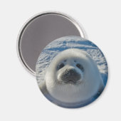 Kutest Baby Animals | Baby zegel Magneet (Voorkant / Achterkant)