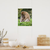 Kutest Baby Animals | Barbary Macaque Poster (Keuken)