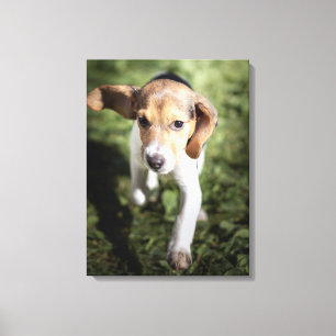 Kutest Baby Animals Beagle Puppy Canvas Afdruk