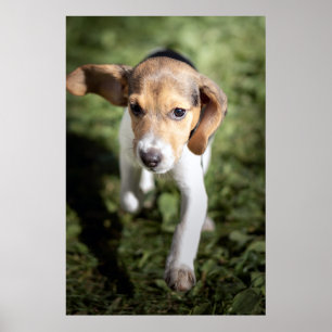 Kutest Baby Animals   Beagle Puppy Poster