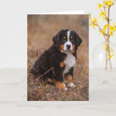 Kutest Baby Animals | Bernese Mountain Dog Kaart (Gele Bloem)