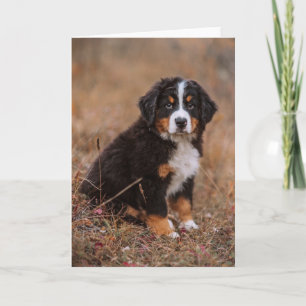 Kutest Baby Animals   Bernese Mountain Dog Kaart