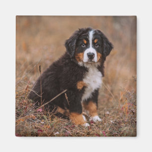 Kutest Baby Animals   Bernese Mountain Dog Magneet