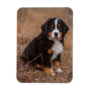 Kutest Baby Animals   Bernese Mountain Dog Magneet