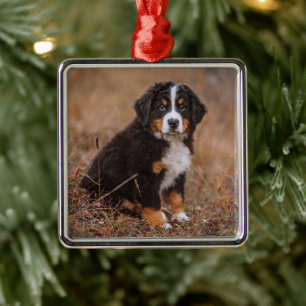 Kutest Baby Animals   Bernese Mountain Dog Metalen Ornament