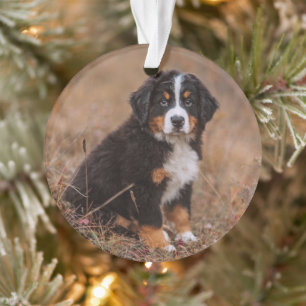 Kutest Baby Animals   Bernese Mountain Dog Ornament
