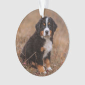 Kutest Baby Animals | Bernese Mountain Dog Ornament (voorkant)