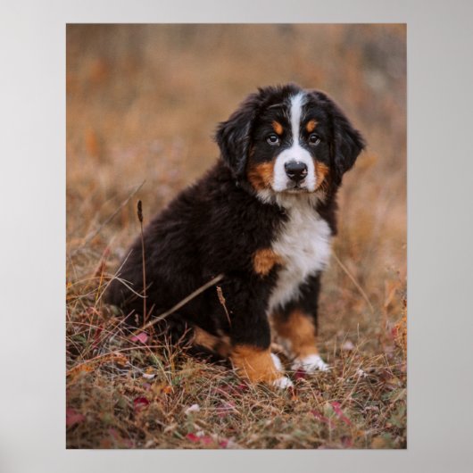 Kutest Baby Animals | Bernese Mountain Dog Poster (Voorkant)