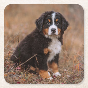 Kutest Baby Animals Bernese Mountain Dog Vierkante Kartonnen Onderzetter