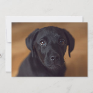 Kutest Baby Animals Black Labrador Puppy Bedankkaart