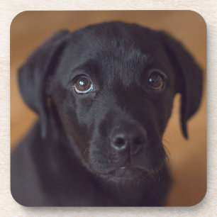 Kutest Baby Animals Black Labrador Puppy Bier Onderzetter