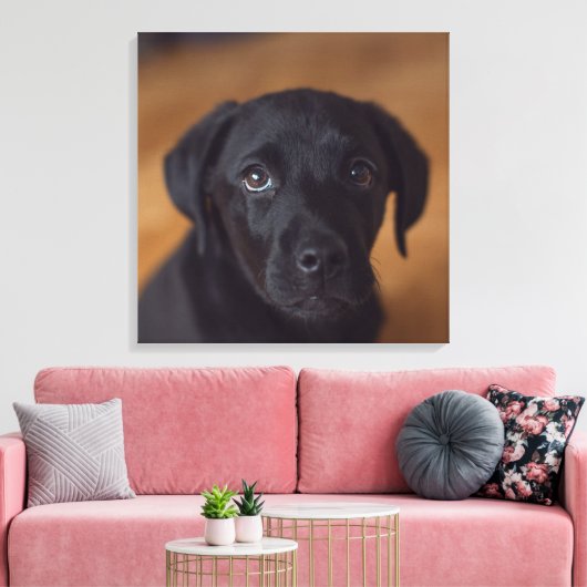 Kutest Baby Animals | Black Labrador Puppy Canvas Afdruk (Insitu (Woonkamer))