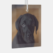 Kutest Baby Animals | Black Labrador Puppy Glas Ornament (Voorkant Rechts)
