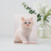 Kutest Baby Animals | Blue Eye Kitten Briefkaart (Staand voorkant)