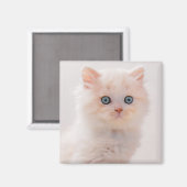 Kutest Baby Animals | Blue Eye Kitten Magneet (Voorkant / Achterkant)