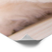 Kutest Baby Animals | Blue Eye Kitten Poster (Hoek)