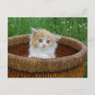 Kutest Baby Animals   Blue Eyed Kitten Briefkaart
