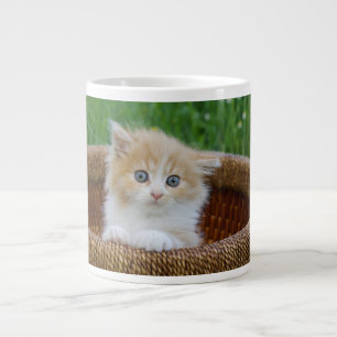 Kutest Baby Animals   Blue Eyed Kitten Extra Grote Beker