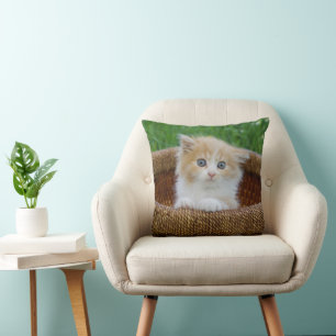 Kutest Baby Animals Blue Eyed Kitten Kussen