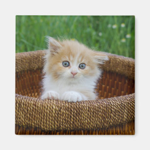 Kutest Baby Animals Blue Eyed Kitten Magneet