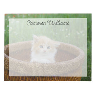Kutest Baby Animals   Blue Eyed Kitten Notitieblok