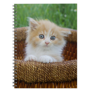 Kutest Baby Animals   Blue Eyed Kitten Notitieboek