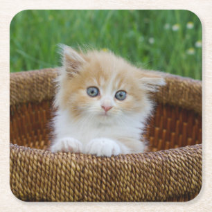 Kutest Baby Animals   Blue Eyed Kitten Vierkante Kartonnen Onderzetter