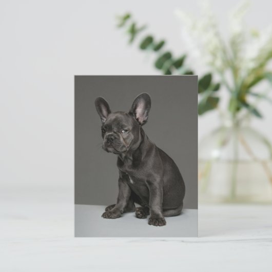 Kutest Baby Animals | Blue French Bulldog Puppy Briefkaart (Staand voorkant)