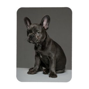 Kutest Baby Animals   Blue French Bulldog Puppy Magneet
