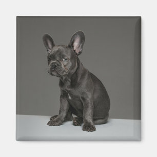 Kutest Baby Animals   Blue French Bulldog Puppy Magneet