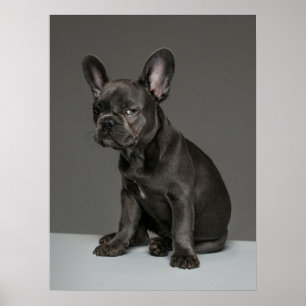 Kutest Baby Animals   Blue French Bulldog Puppy Poster