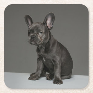 Kutest Baby Animals   Blue French Bulldog Puppy Vierkante Kartonnen Onderzetter
