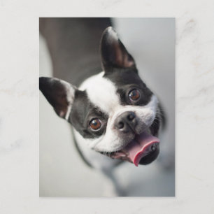 Kutest Baby Animals Boston Bulldog Smile Briefkaart