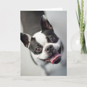 Kutest Baby Animals Boston Bulldog Smile Kaart