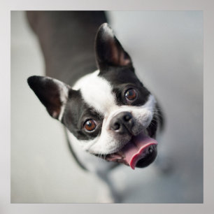 Kutest Baby Animals Boston Bulldog Smile Poster