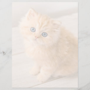 Kutest Baby Animals British Longhair Kitten