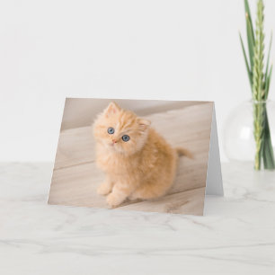 Kutest Baby Animals British Longhair Kitten Kaart