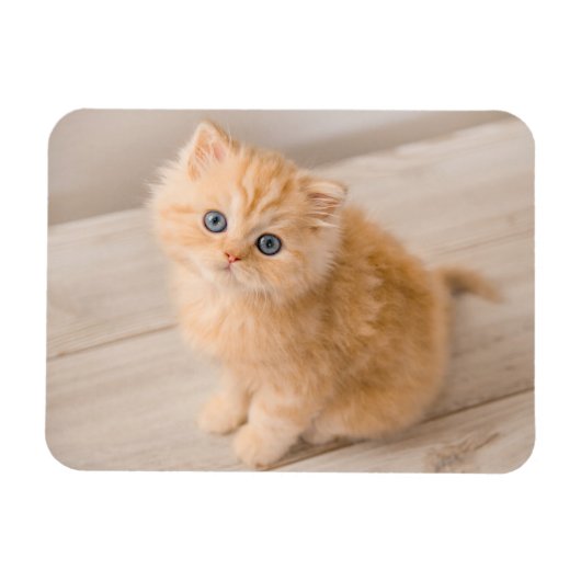 Kutest Baby Animals | British Longhair Kitten Magneet (Horizontaal)