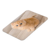 Kutest Baby Animals | British Longhair Kitten Magneet (Linkerzijde)