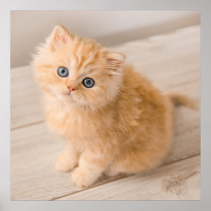 Kutest Baby Animals British Longhair Kitten Poster