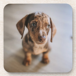 Kutest Baby Animals Bruin Dachshund Puppy Bier Onderzetter