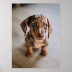 Kutest Baby Animals   Bruin Dachshund Puppy Poster